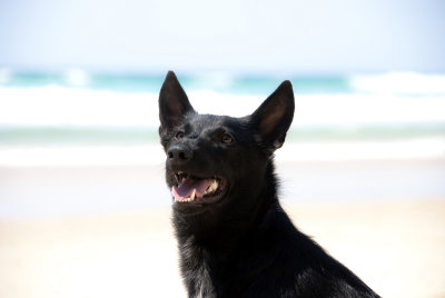Riley at beach