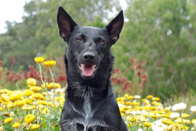 Riley and flowers