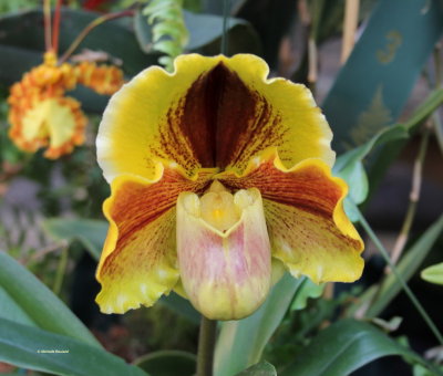 IMG_0628 Orchidée0001.jpg