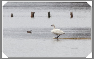 IMG_1607 Cygne siffleur0001.jpg