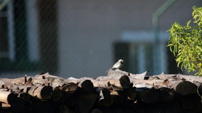 IMG_5942argonne.JPG