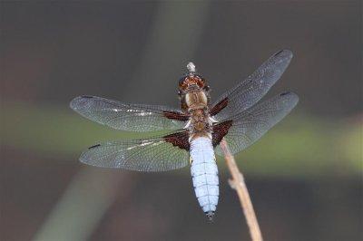 IMG_5969argonne.JPG