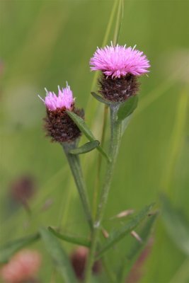 IMG_6243kh monit.JPG