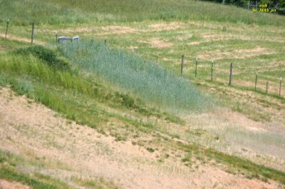 034_sc_blue_grass.JPG
