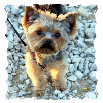 CUTIE DOG.JPG