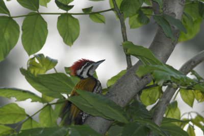 Woodpecker, Olive-Backed