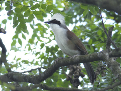 Laughingthrush, White-Crested