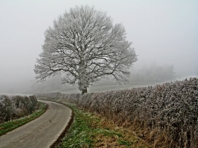road past the frosty tree.