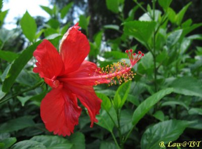 Beautiful flower by Canon IXUS 870 IS_2