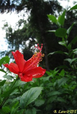 Beautiful flower by Canon IXUS 870 IS
