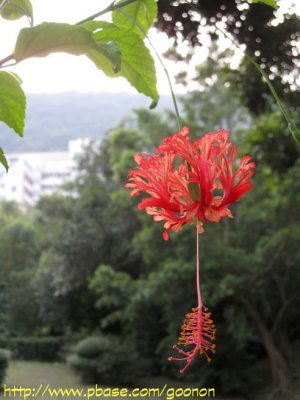 The Chinese University of Hong Kong