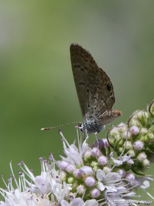 Ceraunus Blue