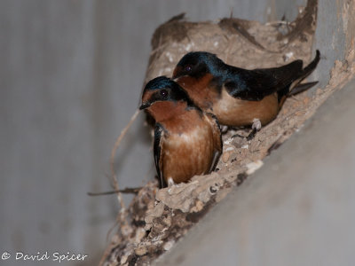 Barn Swallow