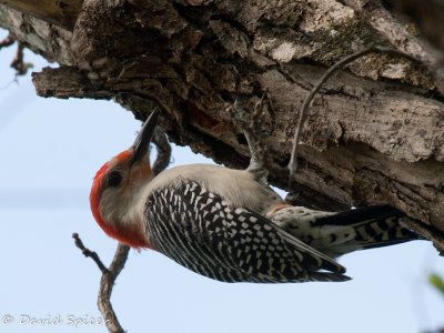 Red-bellied Woodpecker