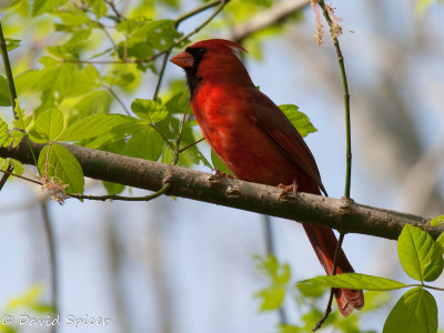 Northern Cardinal