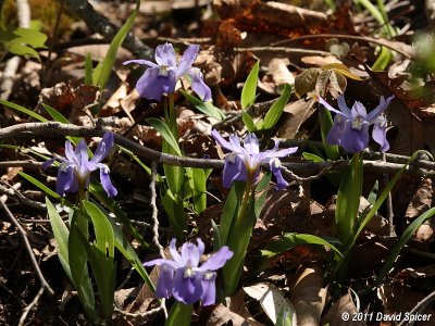 Wild Iris