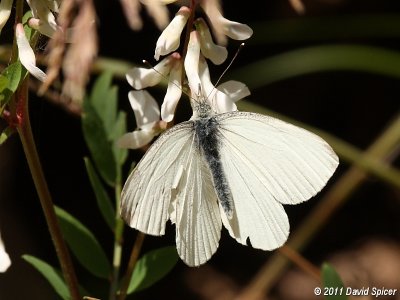 West Virginia White