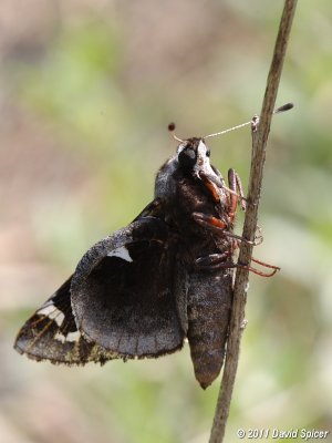 Yucca Giant-Skipper