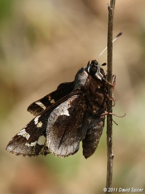 Yucca Giant-Skipper