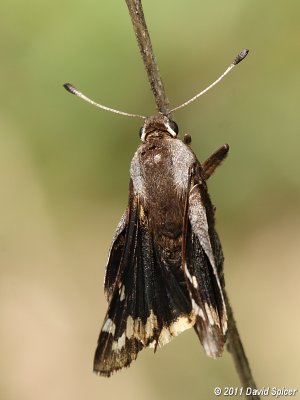 Yucca Giant-Skipper