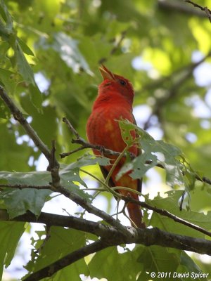 Summer Tanager