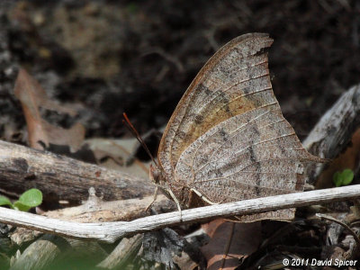 Goatweed Leafwing