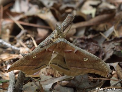 Polyphemus Moth