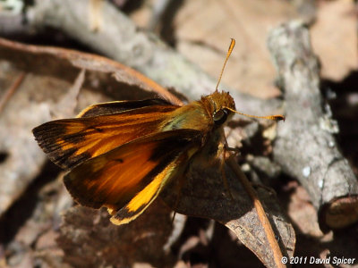 Zabulon Skipper