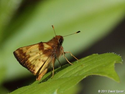 Zabulon Skipper
