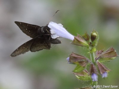 Northern Cloudywing