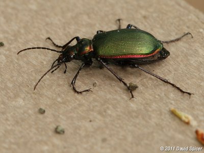 IMG_8658.JPG