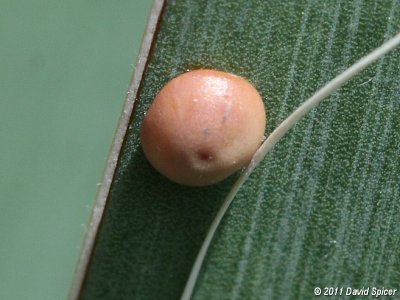 Yucca Giant-Skipper Egg