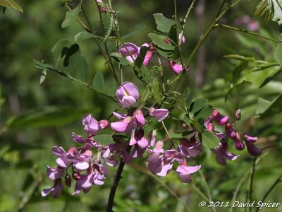 IMG_0182.JPG