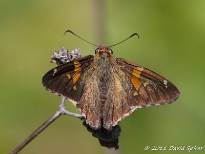 Silver-spotted Skipper