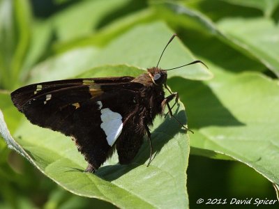 Silver-spotted Skipper