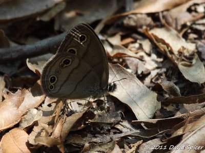 Carolina Satyr
