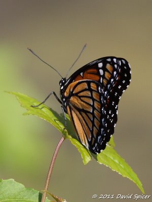 Viceroy