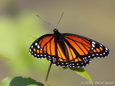 Viceroy