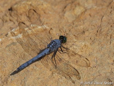 IMG_0261.JPG