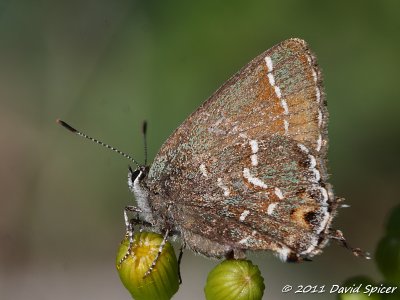 Juniper Hairstreak