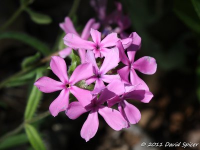 IMG_8854.JPG