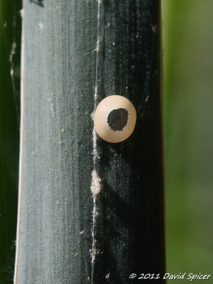 Yucca Giant-Skipper empty egg casing