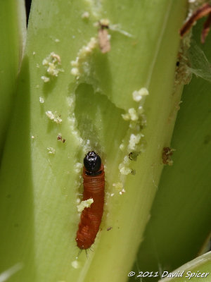 Yucca Giant-Skipper Caterpillar