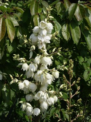Yucca