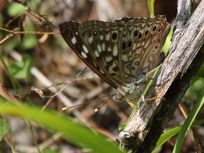 Hackberry Emperor