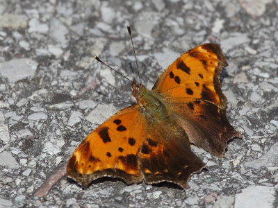 Eastern Comma
