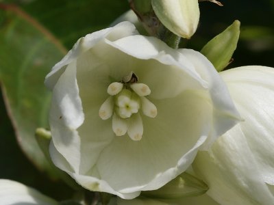 Yucca