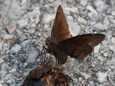 Northern Cloudywing