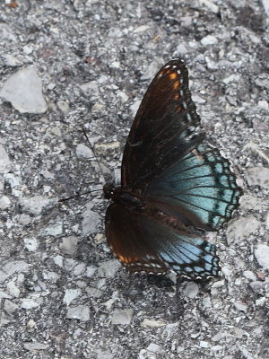 Red-spotted Purple