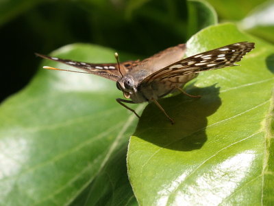 Hackberry Emperor